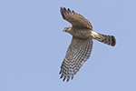 Sparvhök/Eurasian Sparrowhawk