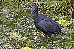Black Egret