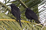 Northern Black-Flycatcher