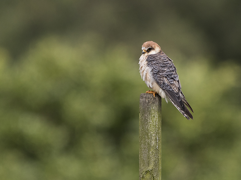 Aftonfalk - Falco vespertinus - Red-footed Falcon - svartfoton.se ...