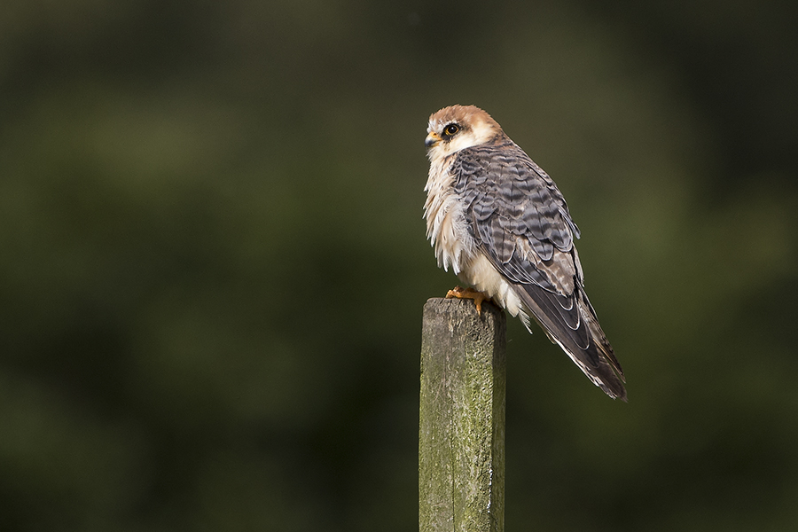 Aftonfalk - Falco vespertinus - Red-footed Falcon - svartfoton.se ...