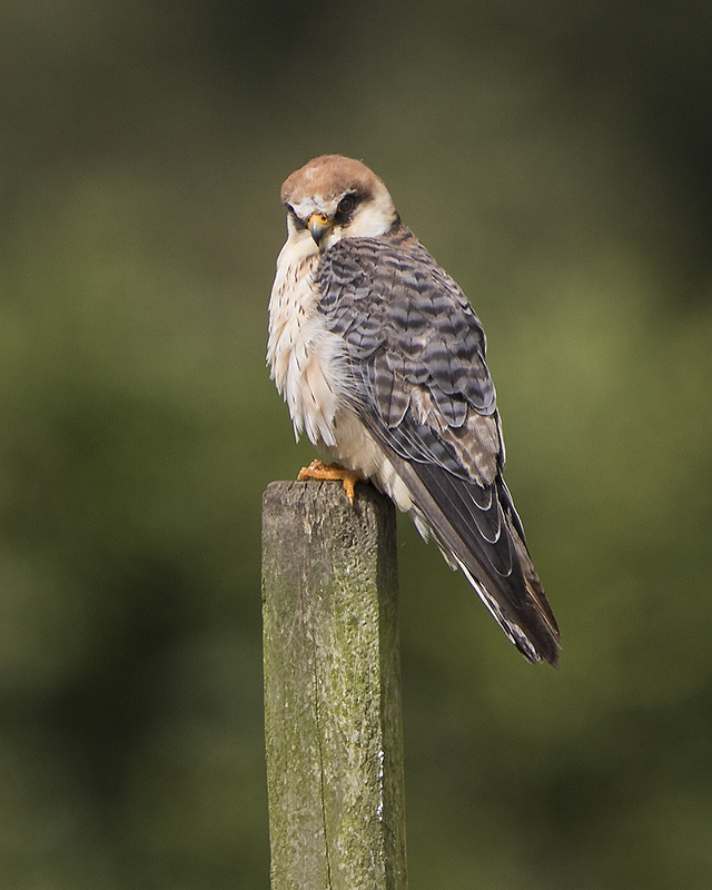 Aftonfalk - Falco vespertinus - Red-footed Falcon - svartfoton.se ...