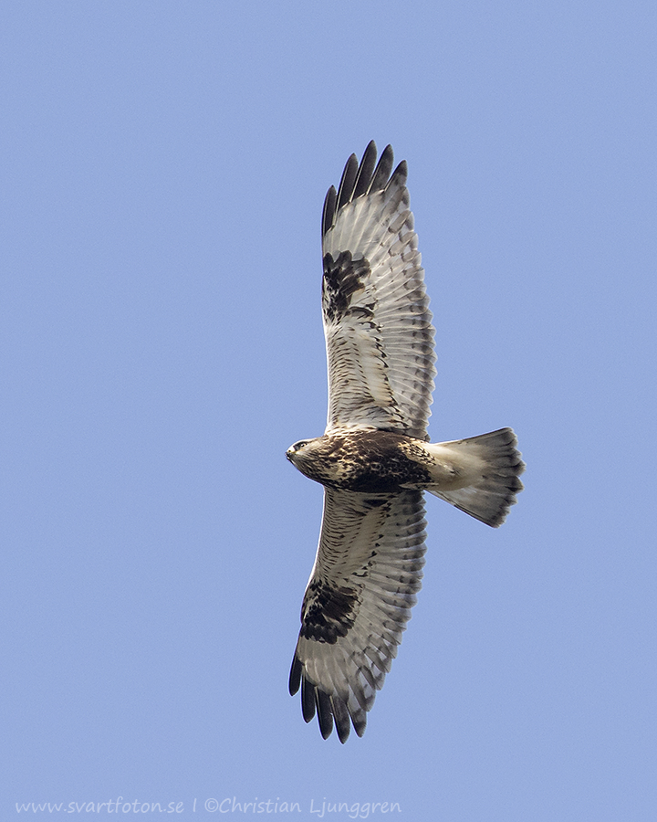 Fjällvråk - Buteo lagopus - Rough-legged Buzzard - Svartfoton.se ...