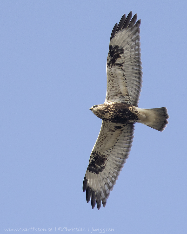 Fjällvråk - Buteo lagopus - Rough-legged Buzzard - Svartfoton.se ...