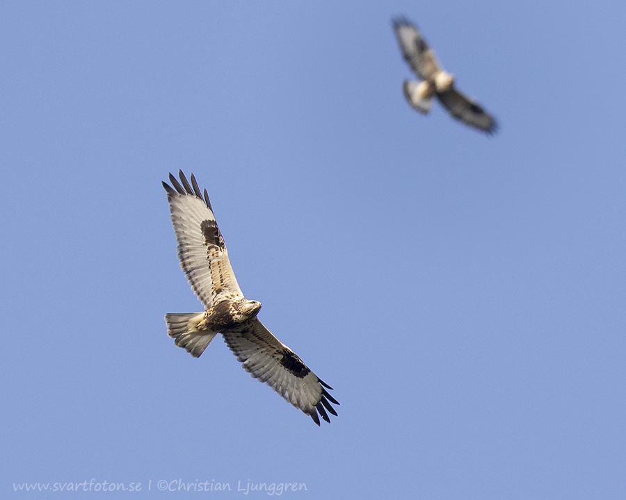 Fjällvråk - Buteo lagopus - Rough-legged Buzzard - Svartfoton.se ...