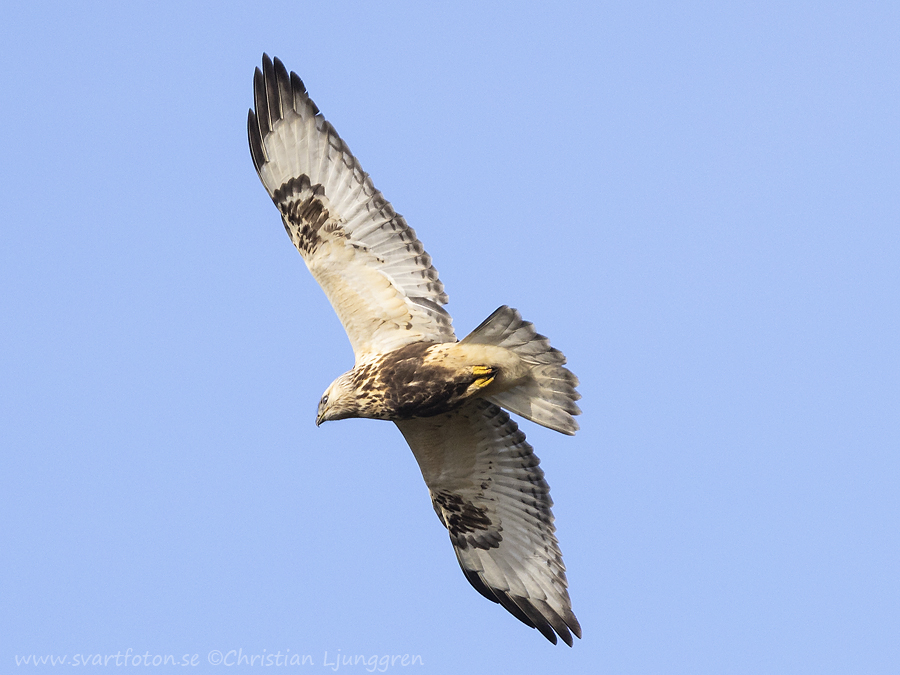 Fjällvråk - Buteo lagopus - Rough-legged Buzzard - Svartfoton.se ...