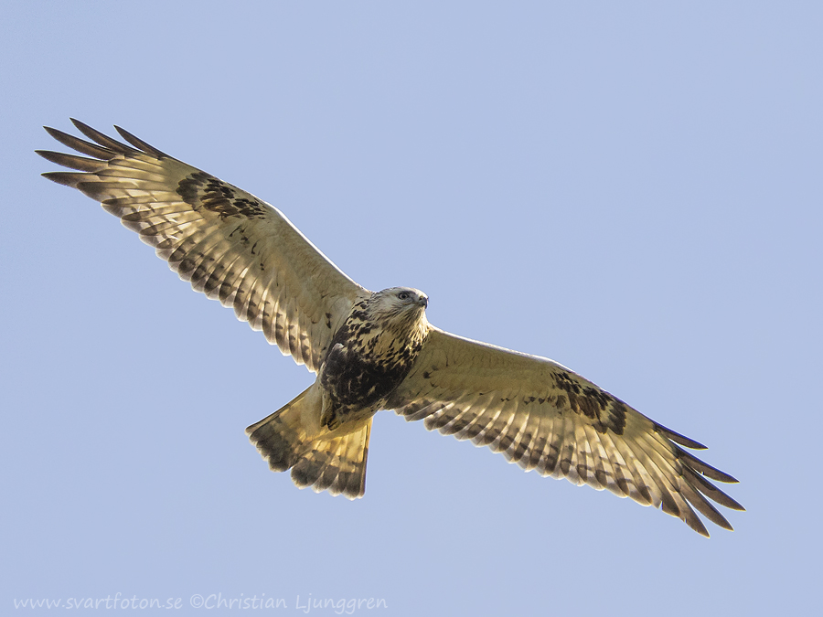 Fjällvråk - Buteo lagopus - Rough-legged Buzzard - Svartfoton.se ...