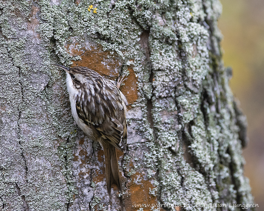 Trädgårdsträdkrypare - Certhia brachydactyla - Short-toed Treecreeper ...