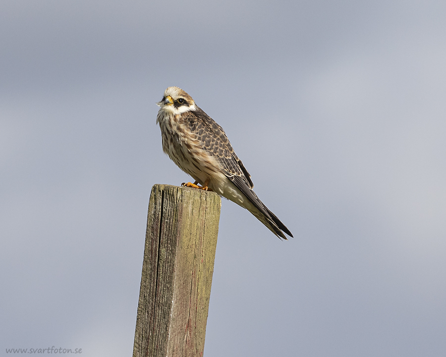 Aftonfalk - Falco vespertinus - Red-footed Falcon - svartfoton.se ...