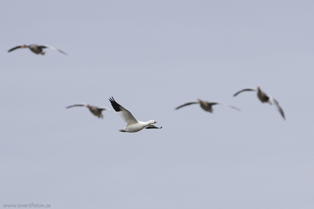 Dvärgsnögås - Anser rossii - Ross’s Goose - Svartfoton.se - Christian ...