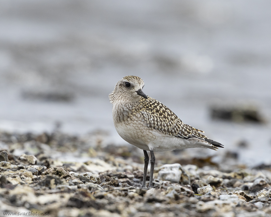 Kustpipare - Pluvialis squatarola - Black-bellied Plover - Svartfoton ...