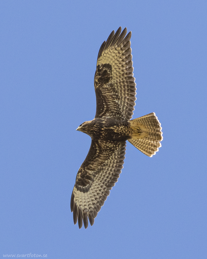 Ormvråk - Buteo buteo - Eurasian Buzzard - Common Buzzard - Svartfoton ...