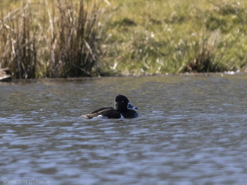 Orre - Ringand - Aythya collaris - Ring-necked duck - Svartfoton.se ...