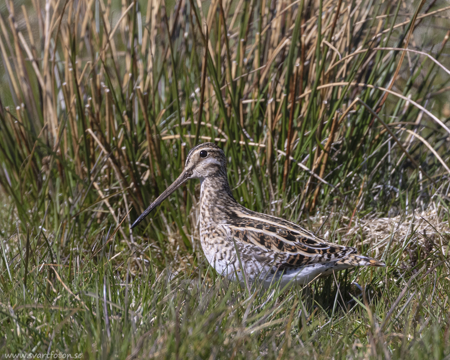 Enkelbeckasin - Gallinago gallinago - Common Snipe - Svartfoton.se ...