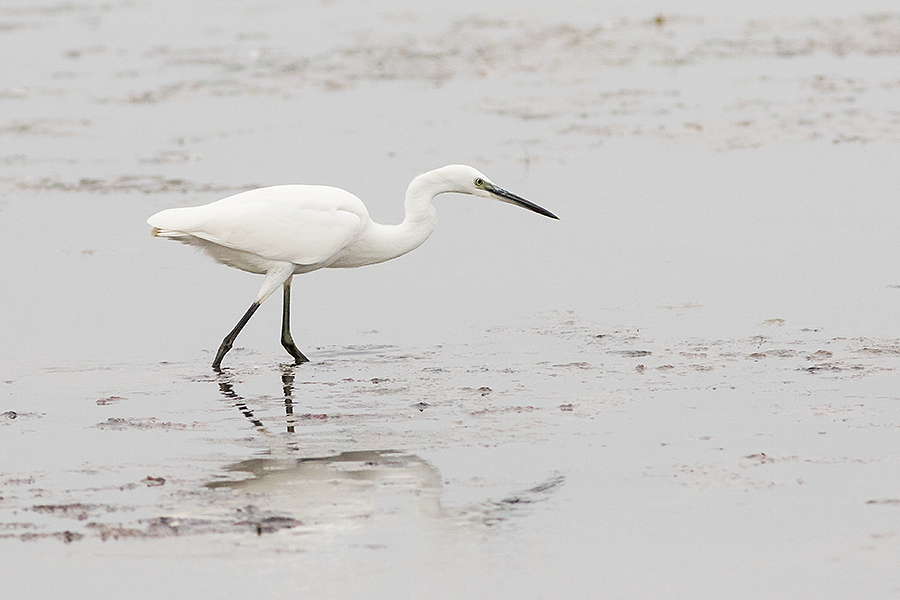 Silkeshäger - Egretta garzetta - Little Egret - Svartfoton.se ...