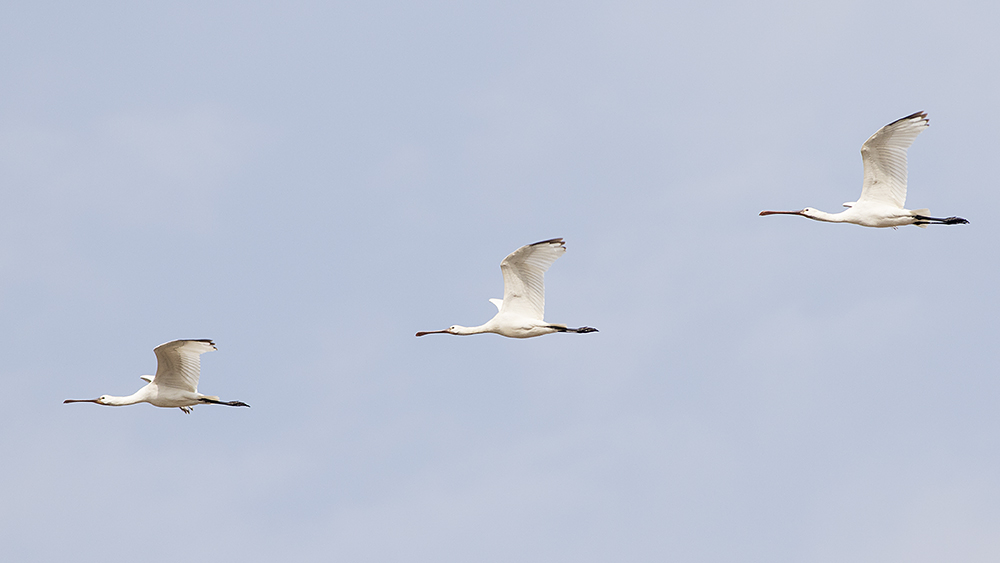 Skedstork - Platalea leucorodia - Eurasian spoonbill - Svartfoton.se ...