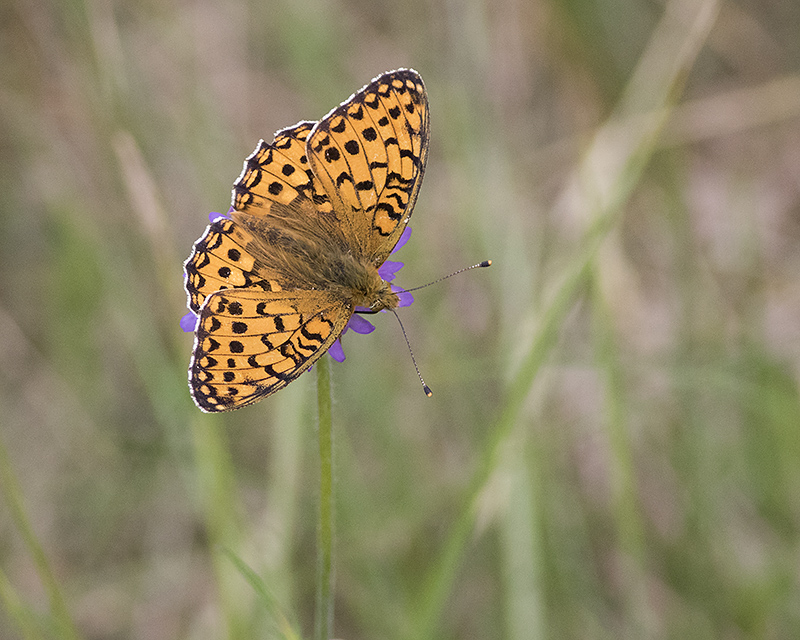 Ängspärlemorfjäril - Argynnis aglaja - Dark Green Fritillary ...