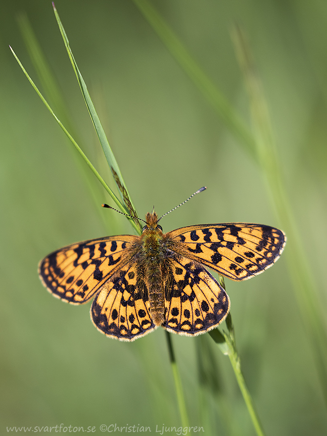 Brunfläckig pärlemorfjäril - Boloria selene - Small Pearl-bordered ...