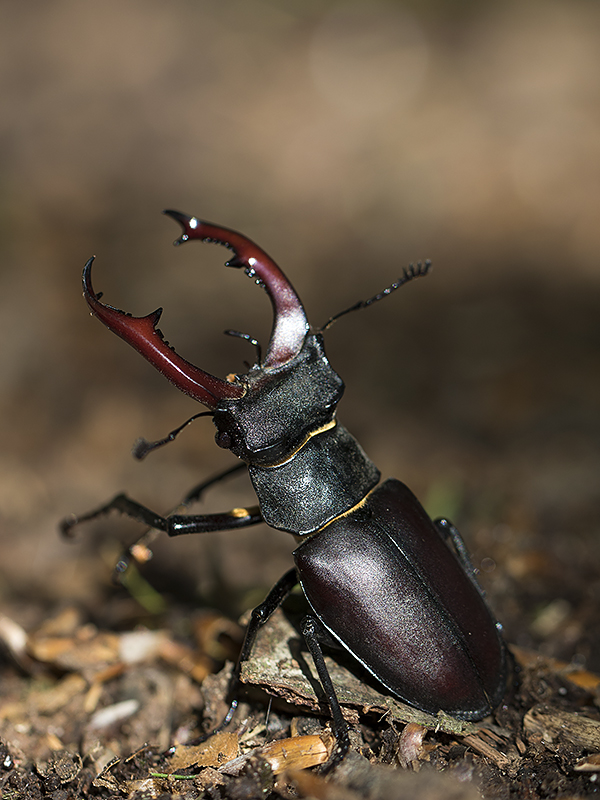 Ekoxe - Lucanus cervus - Stag Beetle - Svartfoton.se - Christian ...