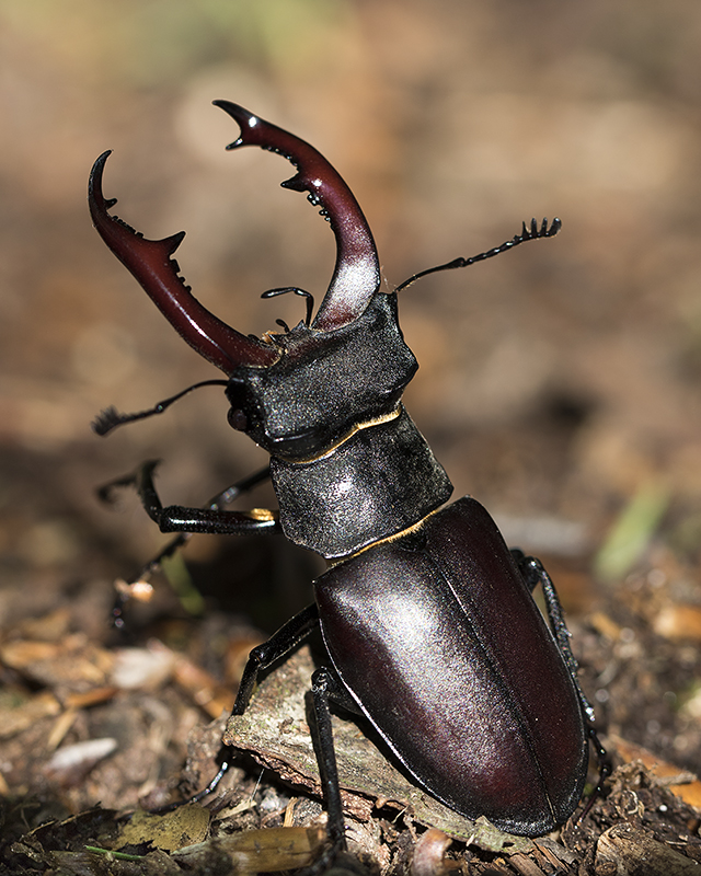 Ekoxe - Lucanus cervus - Stag Beetle - Svartfoton.se - Christian ...