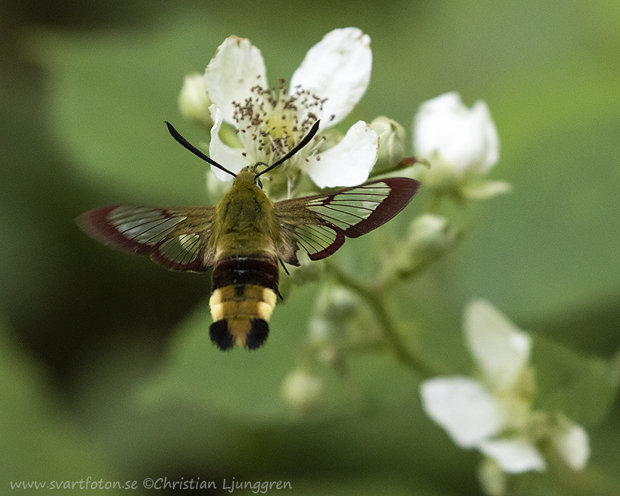 Humledagsvärmare - Hemaris Fuciformis - Broad-bordered Bee Hawk-moth ...