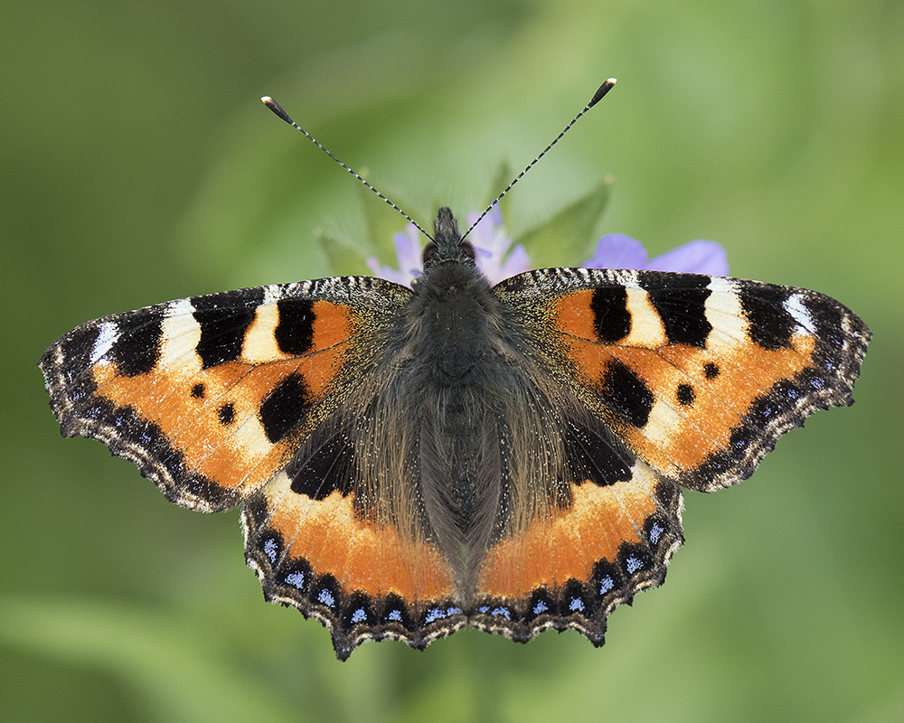 Nässelfjäril - Aglais urticae - Small Tortoiseshell - Svartfoton.se ...