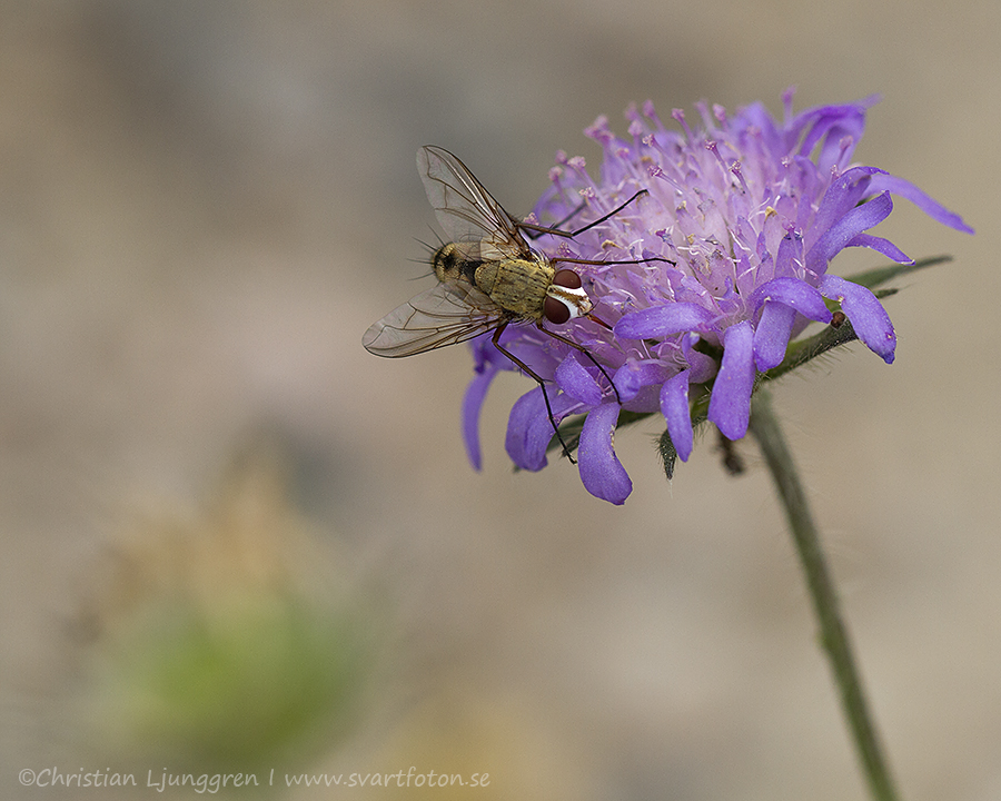 Parasitfluga - Dexiosoma caninum - Tachinid Fly - Svartfoton.se ...