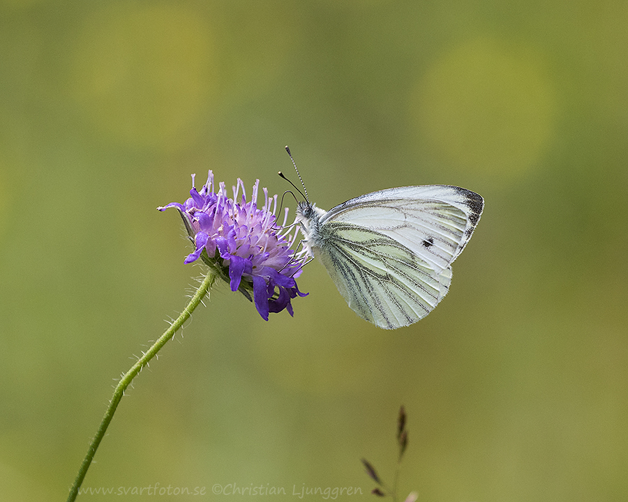 Rapsfjäril - Pieris napi - Green-veined White - Svartfoton.se ...