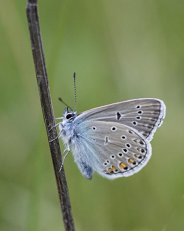 Silverblåvinge - Polyommatus amandus - Amanda's Blue - Svartfoton.se ...