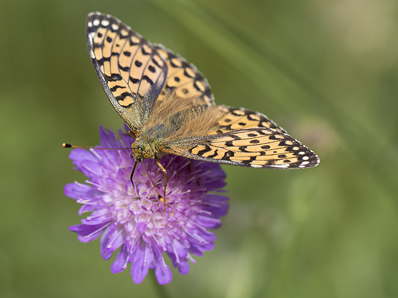 Skogspärlemorfjäril - Argynnis adippe - Feuriger Perlmutterfalter ...