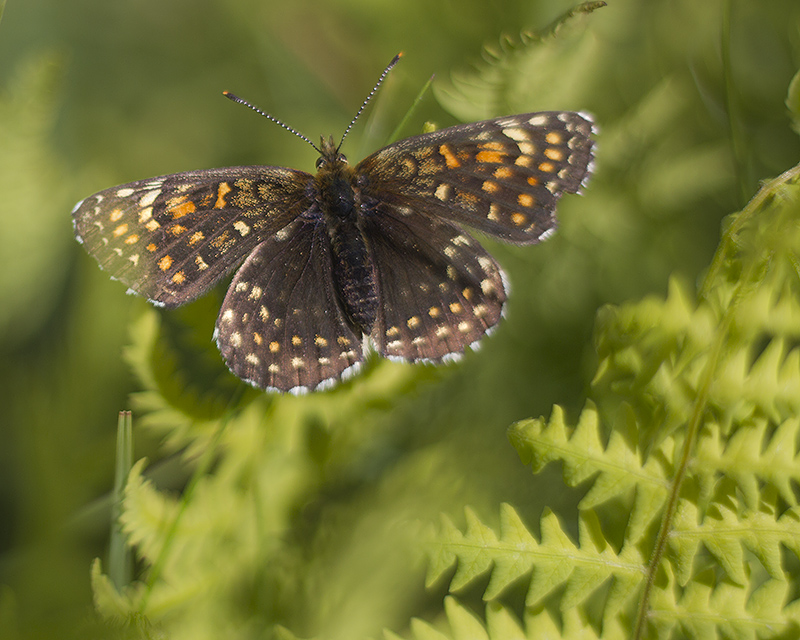 Sotnätfjäril - Melitaea diamina - False Heath Fritillary - Svartfoton ...