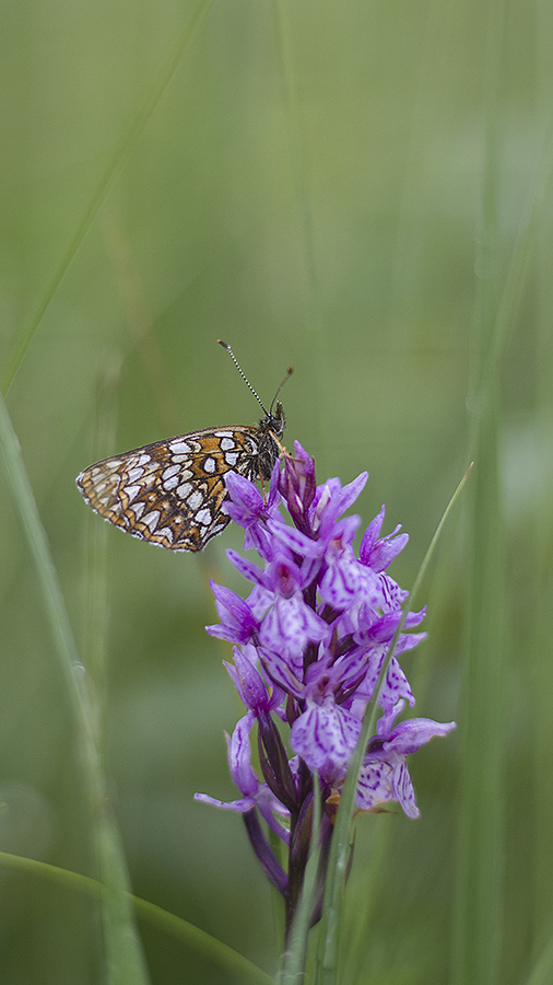 Sotnätfjäril - Melitaea diamina - False Heath Fritillary - Svartfoton ...