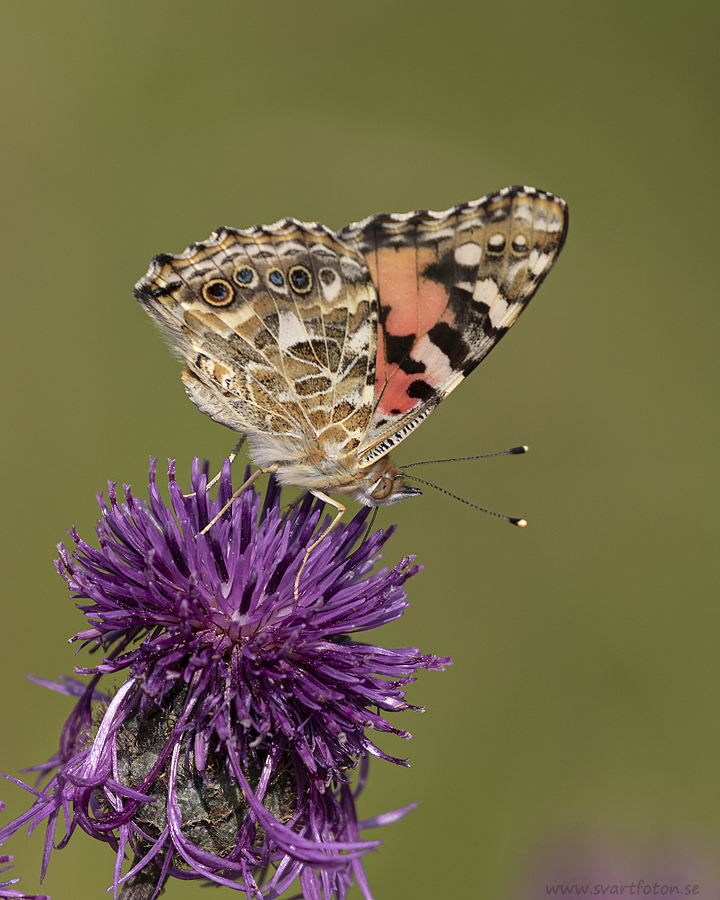 Tistelfjäril - Cynthia cardui - Painted Lady - Svartfoton.se ...