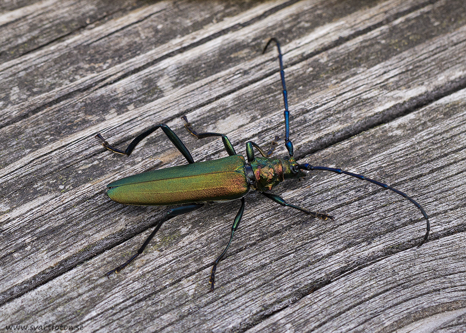 Myskbock - Aromia moschata - Musk Beetle - Svartfoton.se - Christian ...