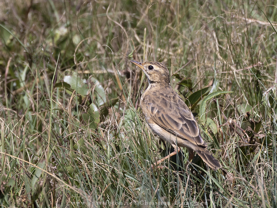 African Pipit - Anthus cinnamomeus - Afrikansk piplärka - Svartfoton.se ...