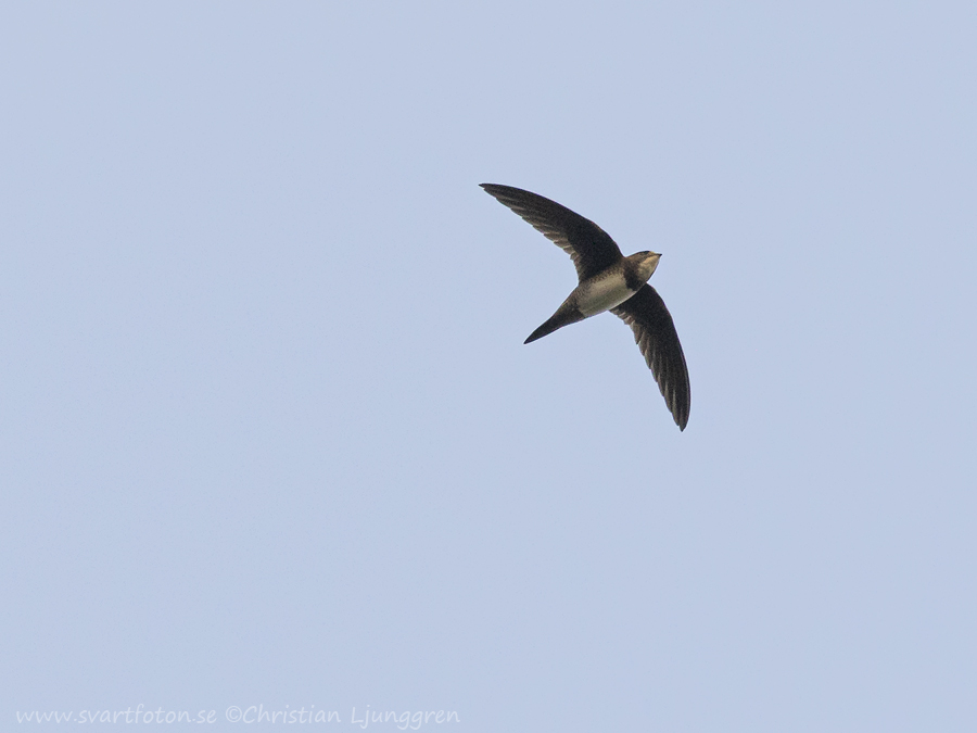 Alpine Swift - Tachymarptis melba - Alpseglare - Svartfoton.se ...