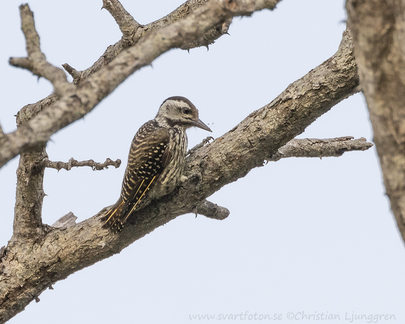 Cardinal woodpecker - Dendropicos fuscescens - Kardinalspett ...