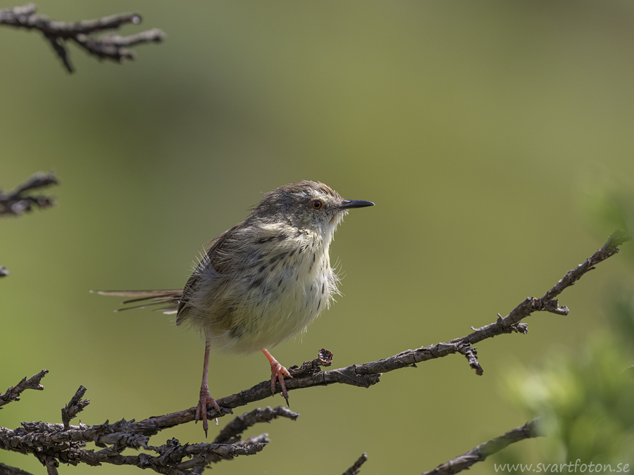 Drakensberg Prinia - Prinia hypoxantha - Drakensbergprinia - Svartfoton ...