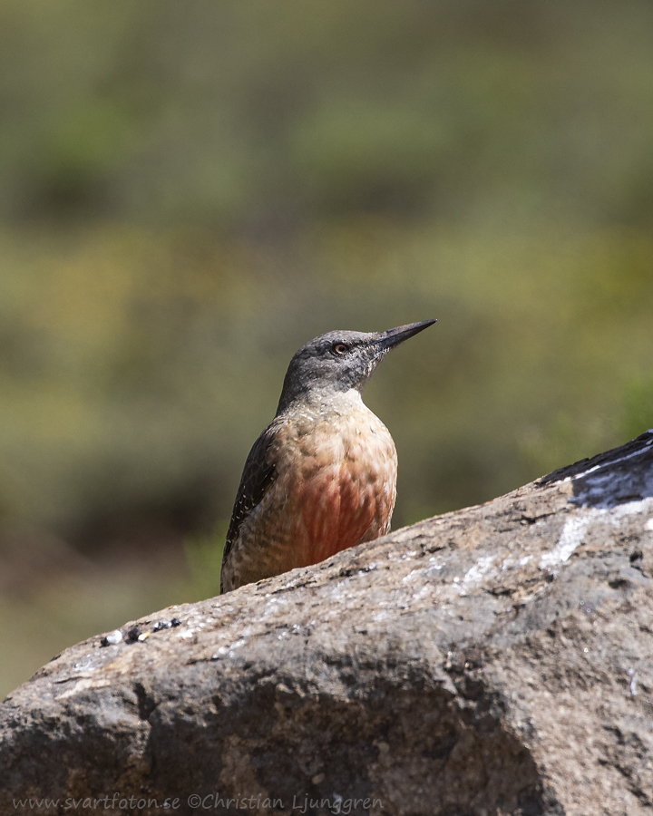 Ground Woodpecker - Geocolaptes olivaceus - Markspett - Svartfoton.se ...