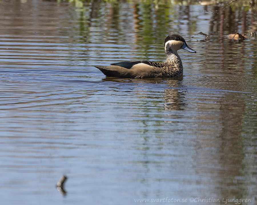 Hottentot teal - Spatula hottentota - Sumpand - Svartfoton.se ...