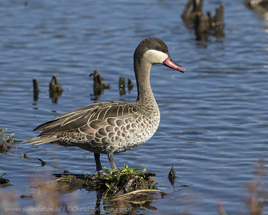 Red-billed teal - Anas erythrorhyncha - Rödnäbbad and - Svartfoton.se ...