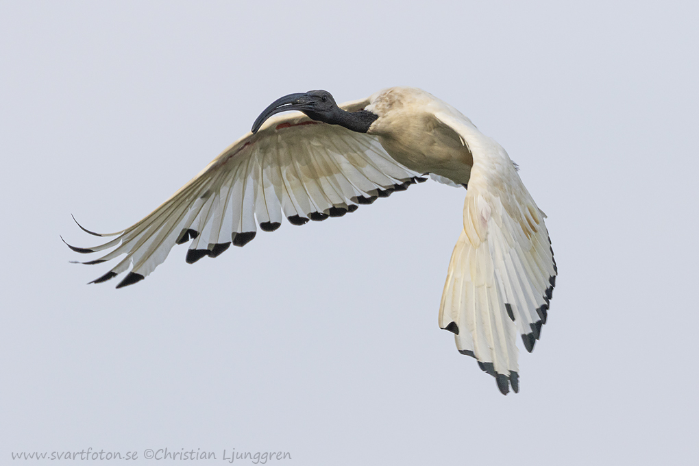 African sacred ibis - Threskiornis aethiopicus - Helig ibis ...