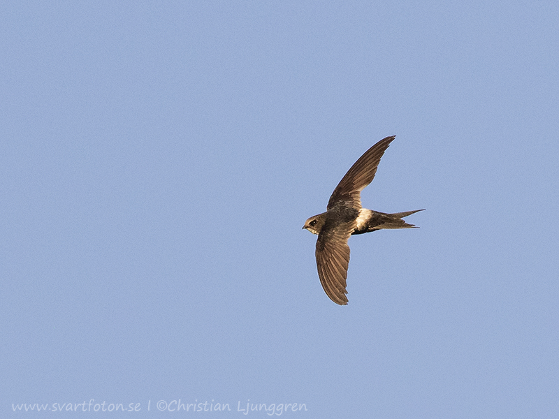 White-rumped swift - Apus caffer - Vitgumpseglare - kafferseglare ...