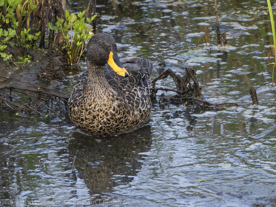 Yellow-billed duck - Anas undulata - Gulnäbbad and - Svartfoton.se ...