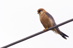 Aftonfalk/Falco vespertinus/Red-footed Falcon