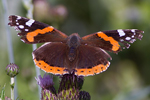Amiral/Red Admiral