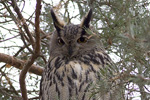 Berguv/Bubo bubo/Eurasian Eagle-Owl