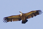 Gåsgam/Gyps fulvus/Griffon Vulture