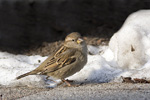 Gråsparv/Passer domesticus/House Sparrow