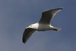 Gråtrut/Larus argentatus/Herring Gull